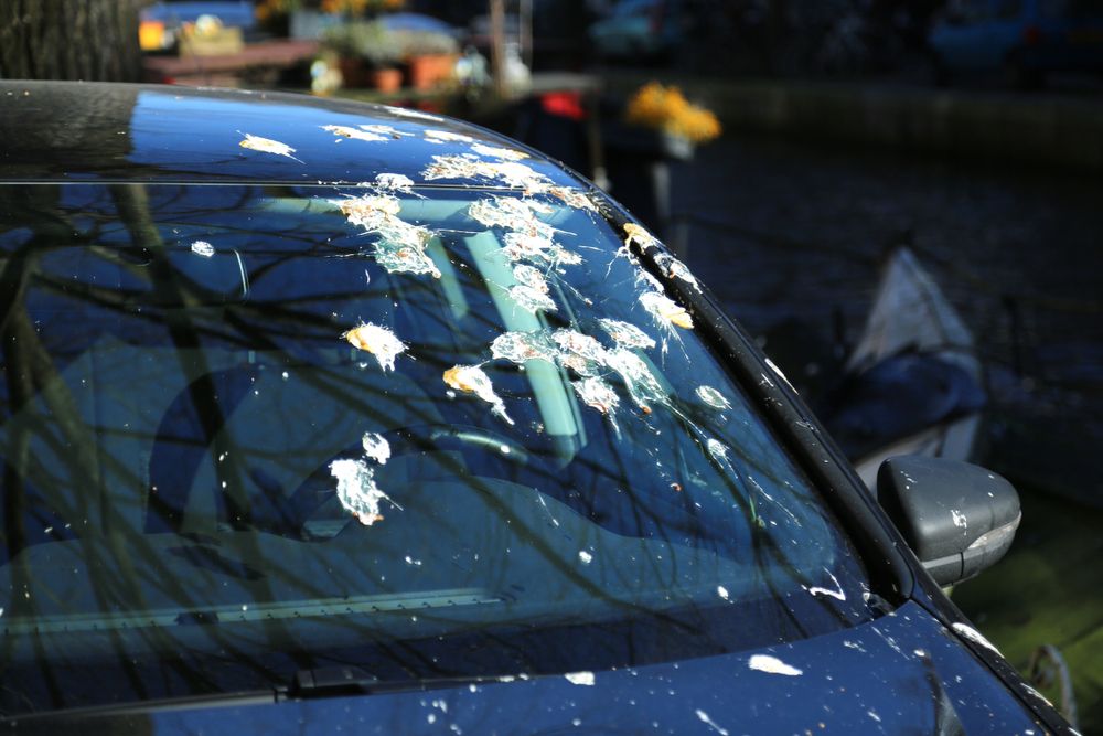 أضرار إهمال إزالة فضلات الطيور من طلاء السيارة