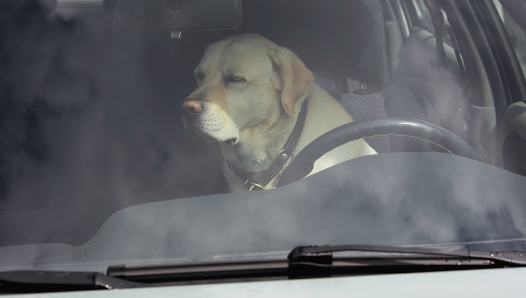 تعرف على خطورة ترك كلبك في السيارة